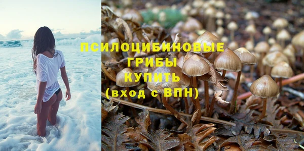 шишки Верея